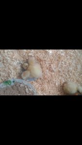 Bonjour, J’ai acheté quelques oeufs de cou nu pour les mettre en couveuse. Les poussins sont