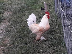 Bonjour tout le monde, Besoin de vos connaissances…moi je sêche !!!! A l&rsquo;automne dernie