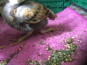 bonjour, je vous contacte car un de mes poussins né le 25 mai (17 jours) rencontre un problème, à