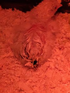 Bonjour j’ai un poussin qui est né il y a 2 jours et il a mis presque 36 heures à sortir, j&