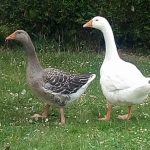 Illustration du profil de Joelledu62